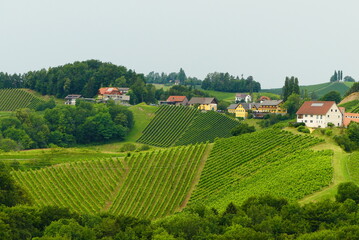 Landschaft mit Weingärten in der Südsteiermark