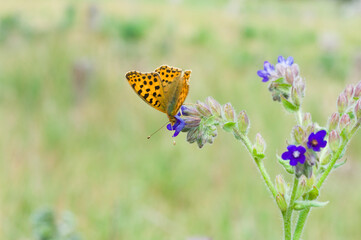 butterfly on a flower - Kleine parelmoervlinder - Issoria lathonia