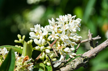 blooming  tree in spring - liguster