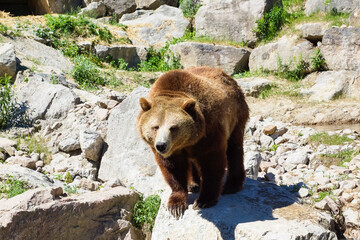 ours brun sur des rochers 