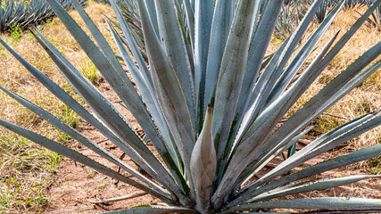 Close up of a blue agave plant in an agricultural agave plantation in a rural field, plant with...