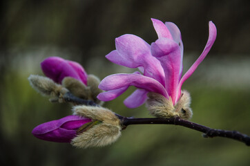 Fiore - natura - giardino - flora - petali