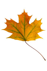 A brightly colored fallen maple leaf on a white background