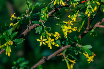 Beautiful blooming black currant bush with yellow flowers, growing in a garden. Spring nature.