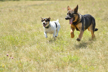 Berger Allemand et Jack Russel courants