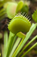 Sydney Australia, close-up of Venus flytrap leaf