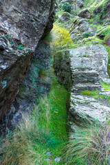stone carved path with green vegetation