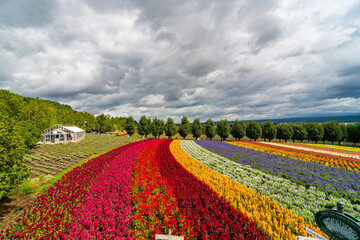 Fototapeta na wymiar Lavender farms of Furano in Hokkaido region of Japan