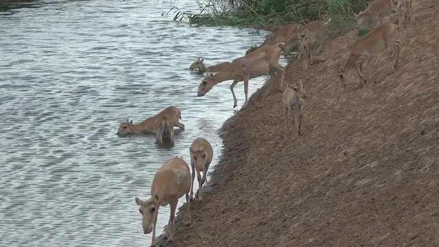 Kalmykia, nature reserve. The crossing of the herd of saigas across the river.