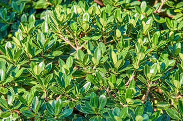 Fototapeta premium Small green leaves texture background with beautiful pattern. Clean environment. Ornamental plant in the garden. Eco wall. Organic natural background.