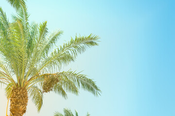 Fototapeta na wymiar Natural tropical green palm's leaves and sky.