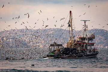 Fishing boat heavily loaded by fishes in its back is being followed by hundreds of seagulls so that...