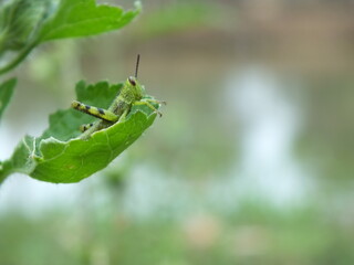Grasshopper on the green leaf
