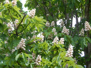 blossoming apple tree
