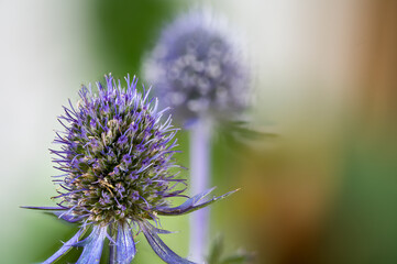 ryngium planum, the blue eryngo or Mannstreu in German