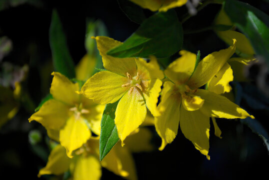 Yellow Flowers, Loosestrife 