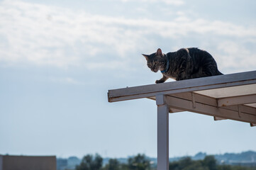 cat on the roof © EduSelig