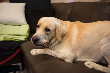 Labrador dog on soda holding bone in mouth at home
