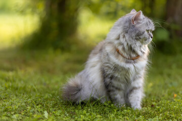 Naklejka na ściany i meble Beautiful grey furry cat sitting on the grass in the garden