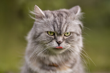 Naklejka na ściany i meble Portrait of a grey furry cat licking its lips on a green natural background