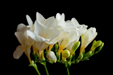 Close up blossom of beautiful white  freesia (Iridaceae, Ixioideae) flower with buds on high contrast black background. Pastel creamy and yellow colors. Shallow depth of focus. Spring, love and beauty