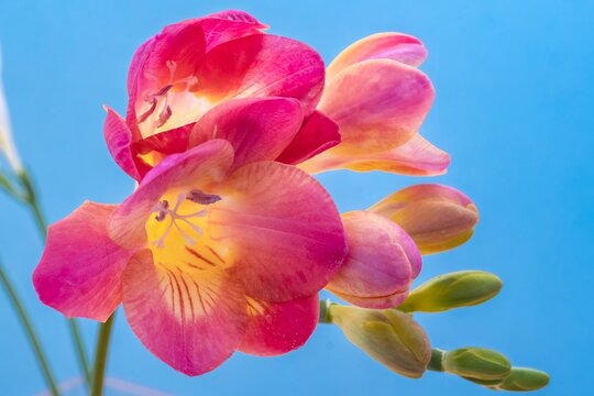 Close up blossom of beautiful pink freesia (Iridaceae, Ixioideae) flower with buds on high contrast blue background. Shallow depth. Fresh fashion bright neon colors, modern trend in color combination.