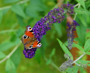 Butterfly peakock on the blossom  of the summer lilac
