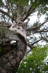 モッチョム岳の万代杉