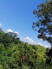 Obraz premium forest in the mountains