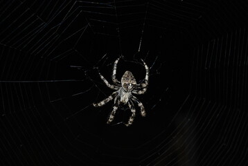 Mature Female Araneus diadematus, European Garden Spider, Araneidae Family, Orb weaving spider