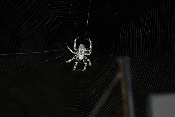 Mature Female Araneus diadematus, European Garden Spider, Araneidae Family, Orb weaving spider