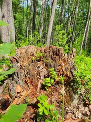 pine tree in forest