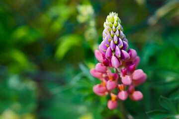 Lupinus polyphyllus vor grünen Hintergrund