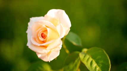 Beautiful rose flower in the park.