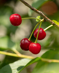 Red cherry on tree branches in summer.