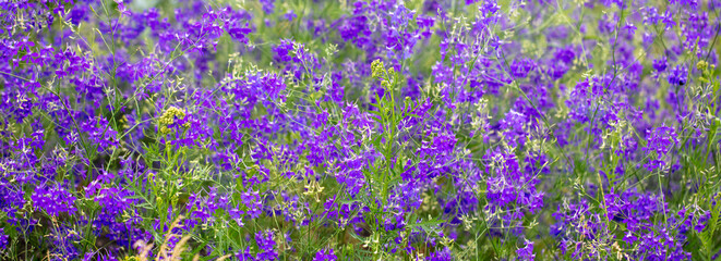 Fototapeta premium Beautiful blue flowers in the summer park.