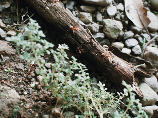 ants on the tree