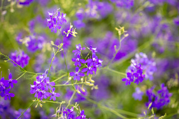 Beautiful blue flowers in the summer park.