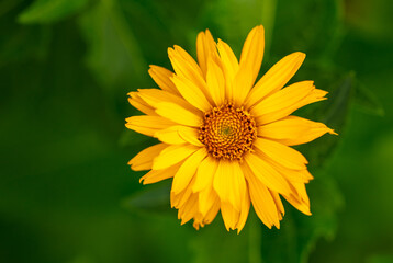 Obraz premium Beautiful yellow flowers in the summer park.