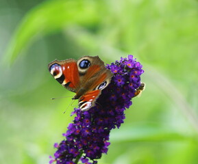 Butterfly peakock on the blossom of the summer lilac