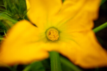 Yellow flower on a vegetable marrow.