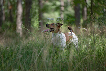 Portrait of Jack Russell Terrier in the grass in the forest. Close-up photographed.
