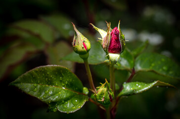 Closed rose flower in the park.