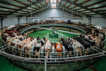Milking cows by automatic industrial milking rotary system in modern diary farm