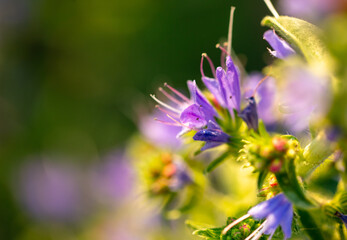 Beautiful purple flowers in the summer park.