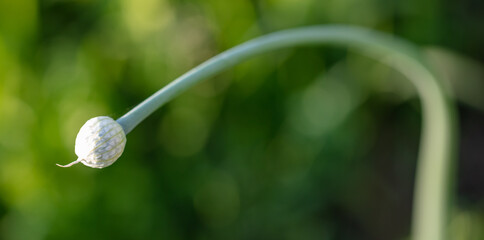 White flower on a green onion.