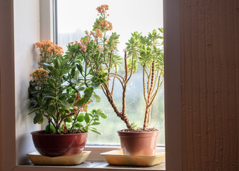Potted flowers on a window