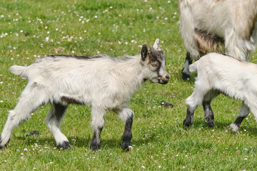 A white baby goat kid, standing on the spring grass