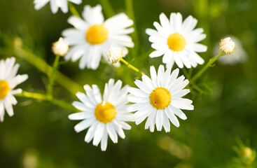 Beautiful white daisy flowers in the summer park.