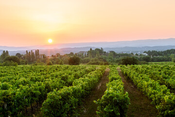 champ de vignes au coucher du soleil en Ardèche